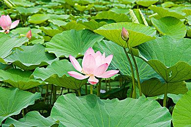 B社庆祝《上古卷轴4：湮没》发售16周年